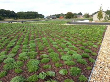 Sedum Everest 104 plants | Micro-mottes pour toiture végétalisée