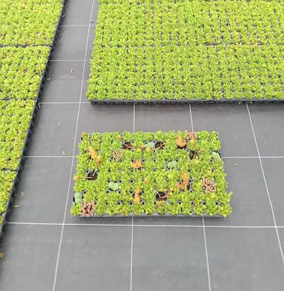 plaque de micro motte de sedum everest